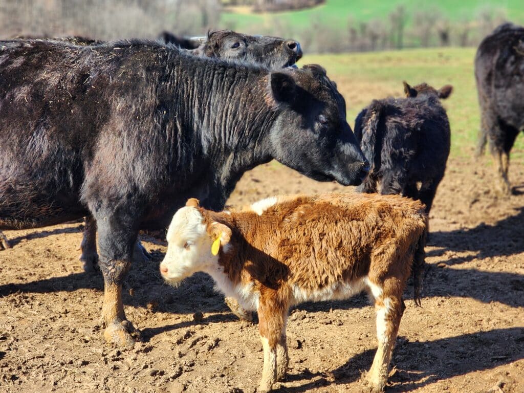 Our Story 3 rocky ridge cattle 6