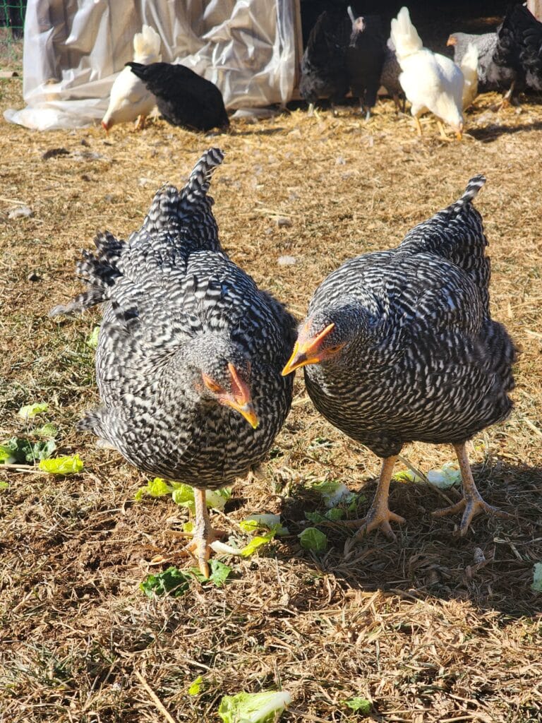 rocky ridge chickens 2